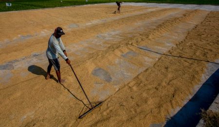 Badan Pangan Nasional Siap Serap Gabah dan Beras dengan HPP Baru