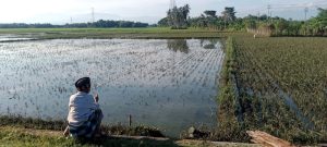 Banjir Terus, Puluhan Hektare Sawah di Aceh Terancam Gagal Panen