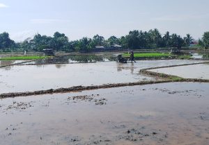 Bengkulu akan melaksanakan program perluasan sawah pada tahun 2025