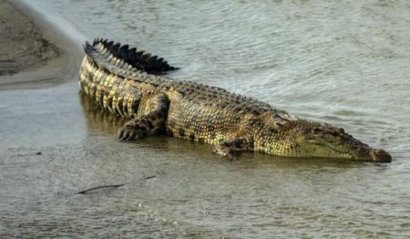 Buaya Lepas di Pulau Bulan, Warga dan Nelayan Batam Khawatir