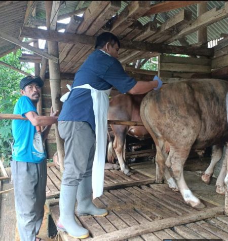 Cegah PMK, Pemeriksaan Peternakan dan Sosialisasi Rutin Dilakukan di Magelang