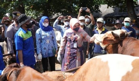 Cegah PMK, Pemkab Klaten Ajukan Bantuan 6.000 Vaksin