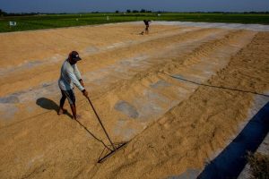 Harga Gabah Turun, Peran Bulog Ditunggu Petani