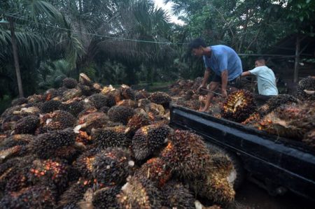 Kawasan Hutan Terdegradasi Bisa Ditanami Kelapa Sawit