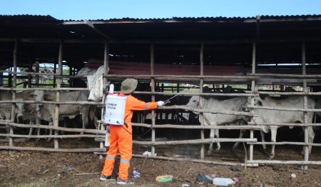 Kematian Ternak Akibat PMK Melambat, Kementan Optimis Stok Daging Sapi untuk Puasa dan Lebaran Aman