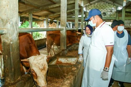 Lamongan akan mendapat tambahan vaksin PMK sebanyak 3.200 dosis