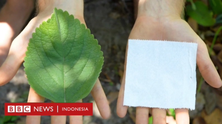 Lingkungan Hidup: Daun Tanaman Bangun-bangun Bisa Gantikan Tisu Toilet, Apakah Bisa Dimanfaatkan Lebih Luas?