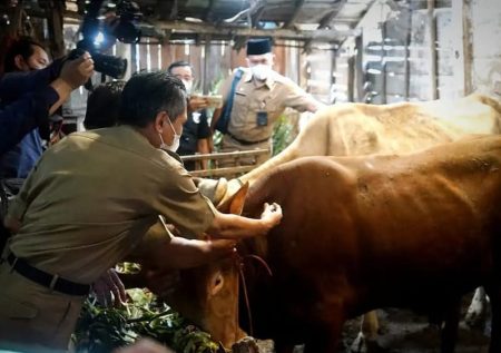 Meningkatnya Wabah PMK Picu Pedagang Nakal Cari Untung Besar