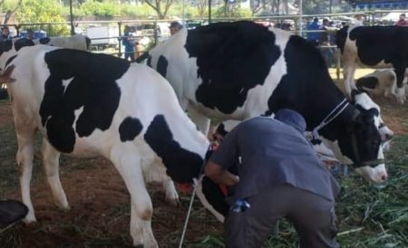 Pemkab Bandung Barat Menunggu Pasokan Vaksin PMK dari Kementerian Pertanian