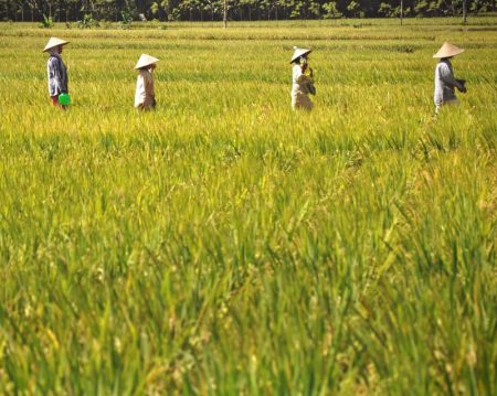 Peningkatan HPP Gabah Mendorong Petani Meningkatkan Produktivitas