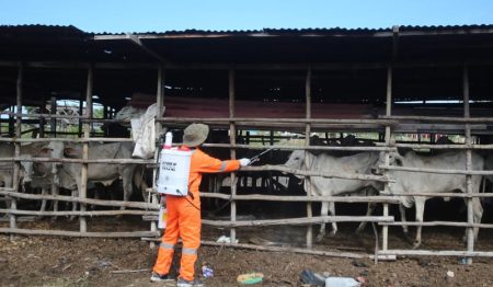 Ratusan Ternak di Banyumas Terjangkit FMD, Pengawasan Diperketat