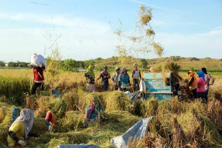 Sambut Panen Raya, Bapanas Naikkan Harga Gabah yang Dibeli Pemerintah