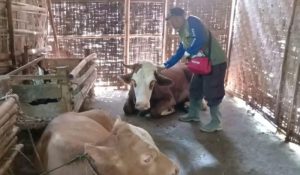 Wabah FMD Meluas di Boyolali, 188 Sapi Tertular, 19 Mati