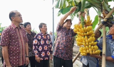 Yogyakarta Memiliki 333 Jenis Varietas Pisang