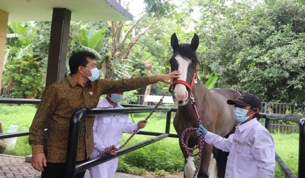 11 kuda dari Belanda memenuhi persyaratan untuk masuknya Indonesia