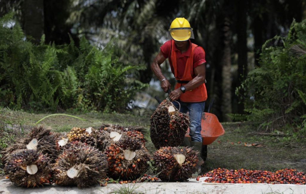 317.253 hektar izin perkebunan kelapa sawit di kawasan hutan yang ditolak oleh Kementerian Kehutanan