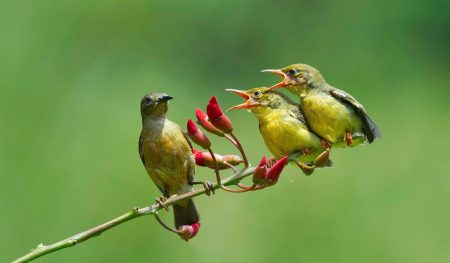 9 Tipe Burung Berkicing Terbaik Untuk Kompetisi, Dijamin Gacor