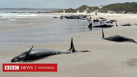 Australia: Lebih dari 150 paus terdampar di pantai terpencil, hampir setengahnya meninggal