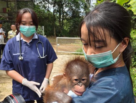 Bandung Zoo Memperkenalkan Bayi Orangutan Kalimantan