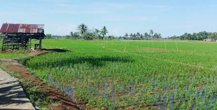 Bengkuluman menyiapkan 2.000 hektar lahan pertanian padi gogo