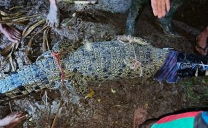 Berkeliaran di sekitar pemukiman di Kupang, buaya 2,4 meter ditangkap