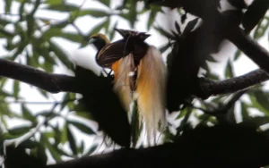 Birds of Paradise memegang rahasia biofluoresensi yang menakjubkan