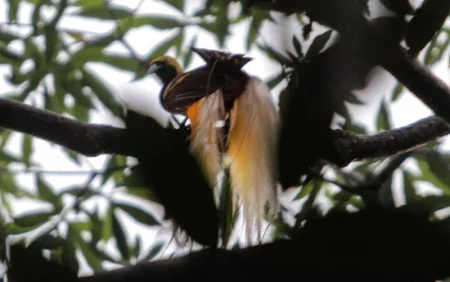 Birds of Paradise memegang rahasia biofluoresensi yang menakjubkan