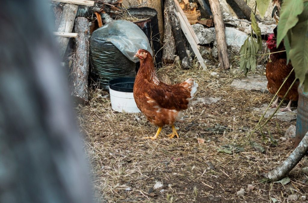 CDC mengungkapkan 2 orang dirawat di rumah sakit karena flu burung H5N1