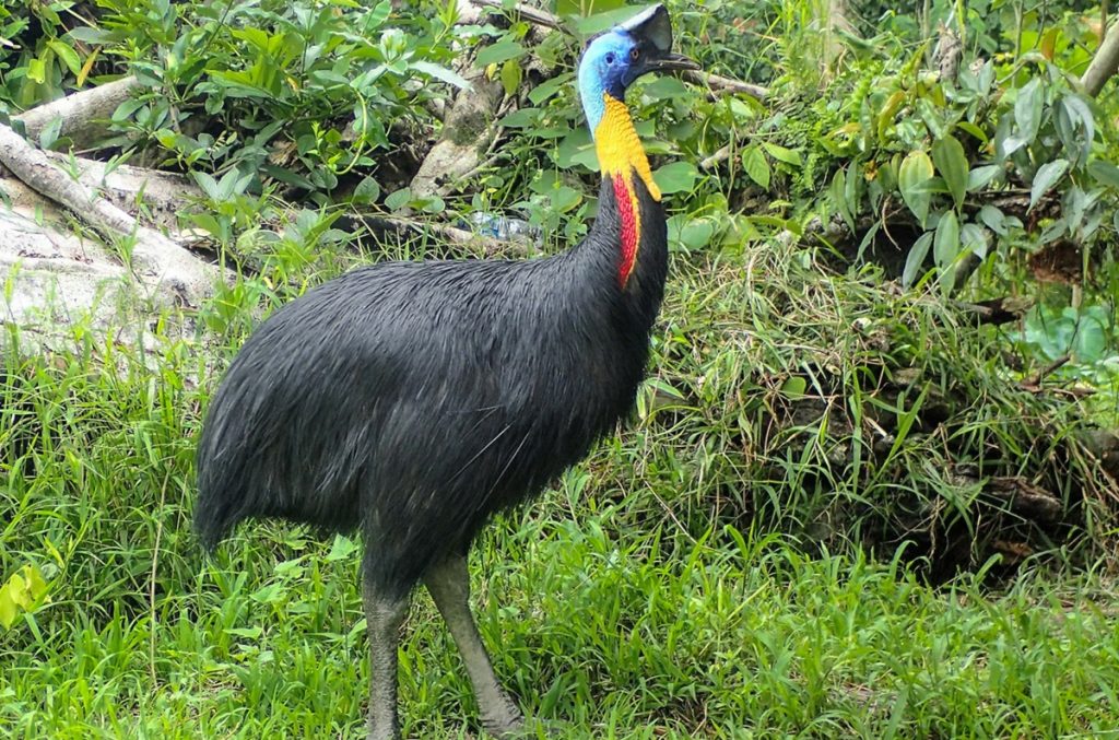 Cassowary, burung paling berbahaya di dunia yang memainkan peran penting di hutan hujan