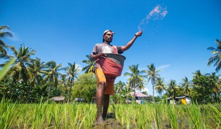 Cerita Petani di Nagekeo NTT, gunakan pupuk bersubsidi untuk ketahanan pangan keluarga