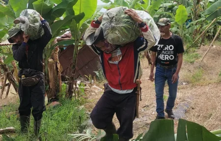 Desa Mekarwangi Lembang Budaya Pisang Ambon untuk Ketahanan Pangan