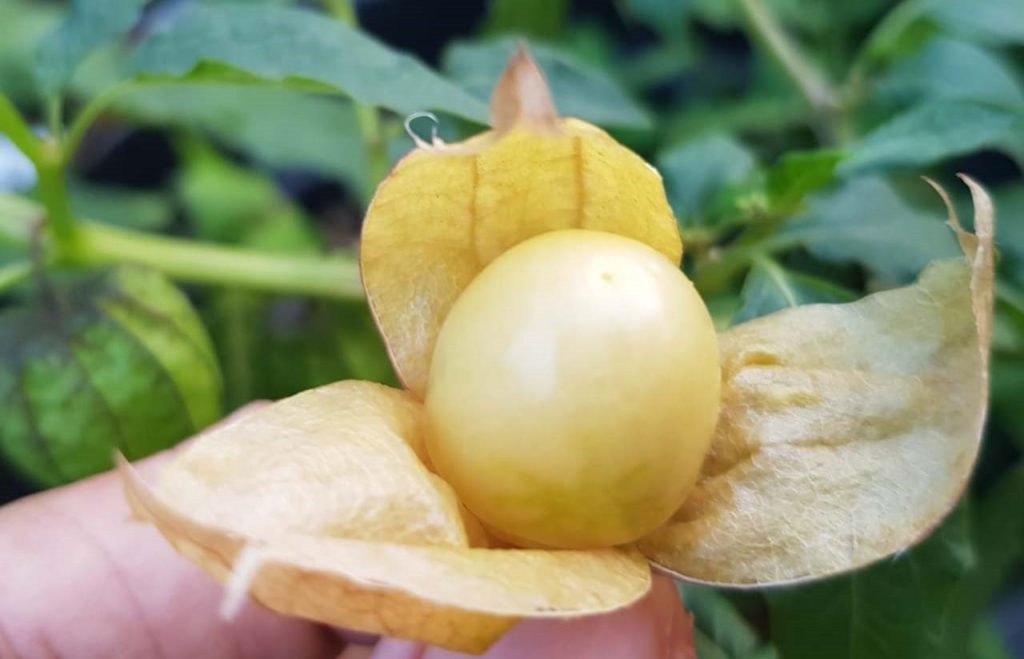 Enam manfaat buah ciplukan, makanan super alami yang kaya nutrisi