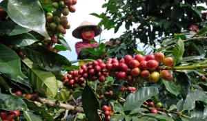 Kredit RP67,2 miliar disalurkan untuk mendorong industri kopi