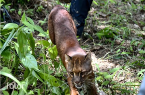 Kucing Emas Dirilis di Taman Nasional Gunung Leuser