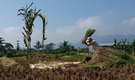 Pengembangan Pertanian di Kota Sukabumi Dibatasi oleh Konversi Tanah