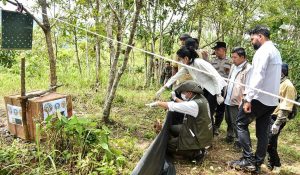 Sepasang kucing emas dibebaskan di Taman Gunung Leuser, diharapkan berkembang biak secara alami