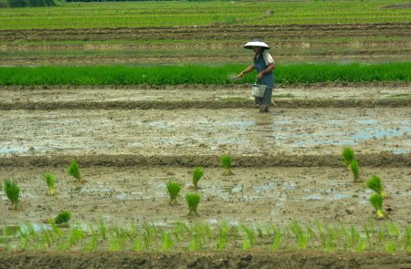 Sihir tanah marjinal menjadi sawah yang produktif untuk gerakan mandiri makanan