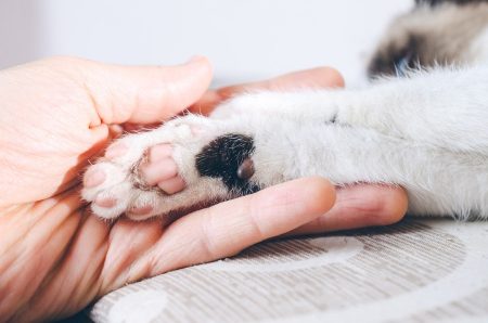 Toe Beans Cat’s Cute and Functional Foot Bearing