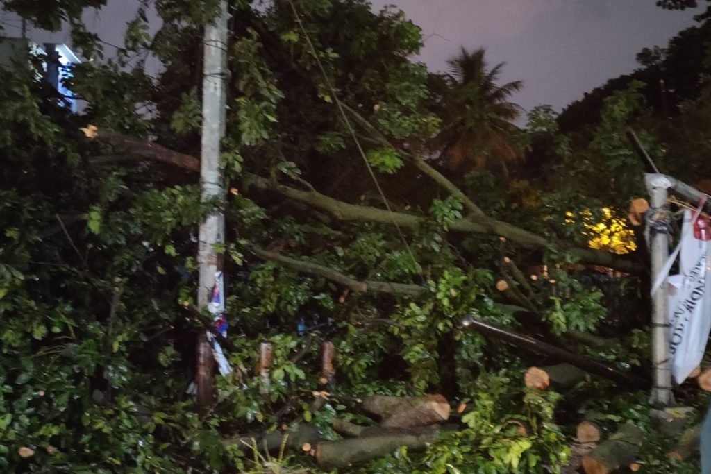 13 Pohon yang tumbang di Jakarta, 2 orang menjadi korban