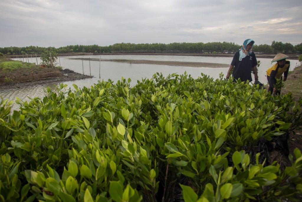 5 ribu hutan bakau untuk rehabilitasi lingkungan di muara Gembong tumbuh 98