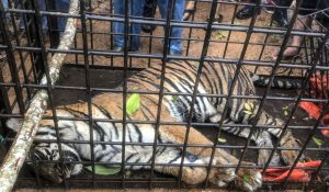 6 orang ditangkap karena kasus kematian harimau di Riau