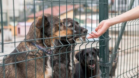 Animal Hope Shelter Diskusikan Pembantaian Anjing di Depot Pertamina Baii Bengkulu