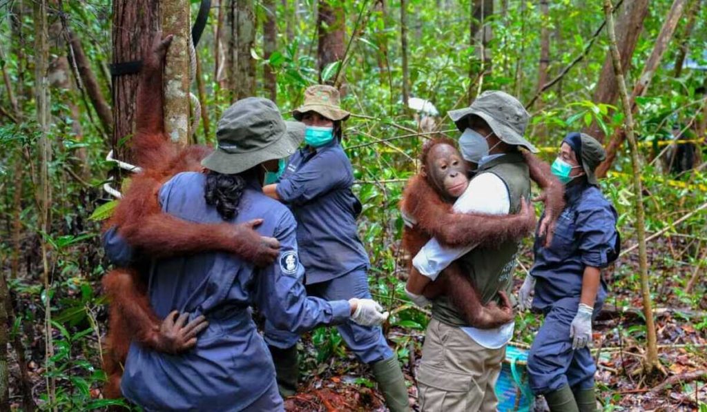 Baru saja diresmikan, Menteri Kehutanan membuat anak -anak Orang Utan pergi ke sekolah di Nyaru Menteng Kalteng