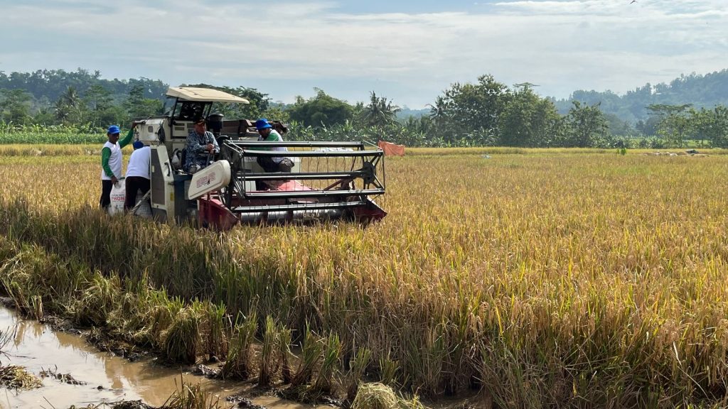 Bulog Banyumas menyerap ribuan ton beras dan biji -bijian di musim panen