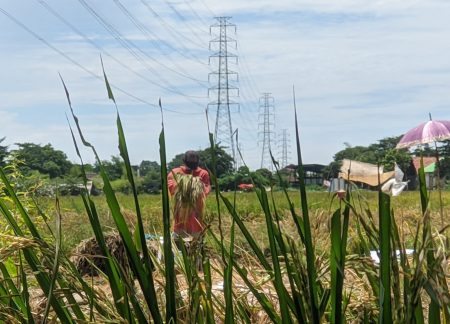 Bupati Majalengka melarang petani menjual gandum di bawah HPP