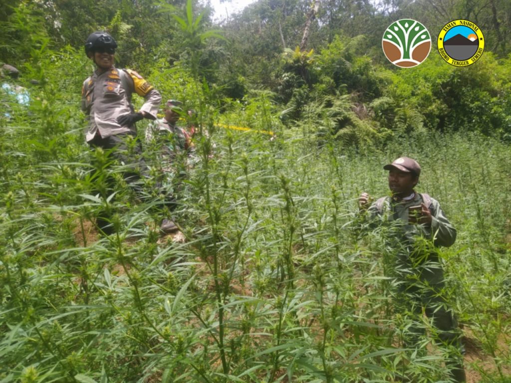 Catatan drone viral menemukan ladang ganja di Gunung Semeru, ini adalah klarifikasi dari manajer