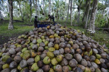 Dua asosiasi kelapa negara itu setuju untuk memperkuat hilir