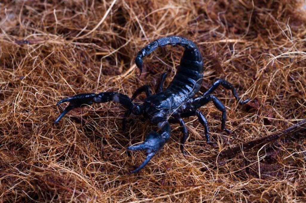 Fosil Scorpion 125 juta -satu tahun yang hidup dengan dinosaurus ditemukan di Cina