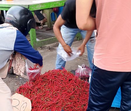 Harga cabai keriting di Bengkulu, turun ke IDR 50.000 per kilogram