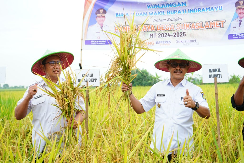 Indramayu memanen prime di tanah hujan